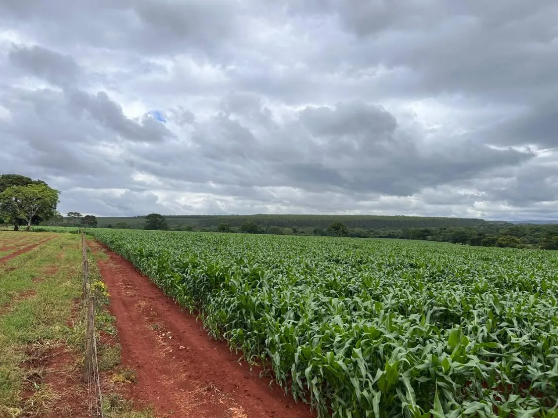 Imagem FAZENDA À VENDA EM FELIXLÂNDIA/MG | 105 HECTARES