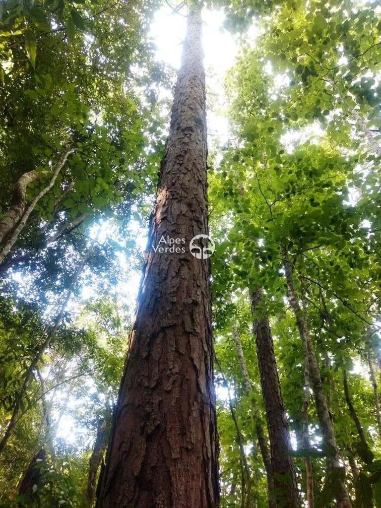 Imagem Terreno à venda por R$ 600.000 - Canela/RS