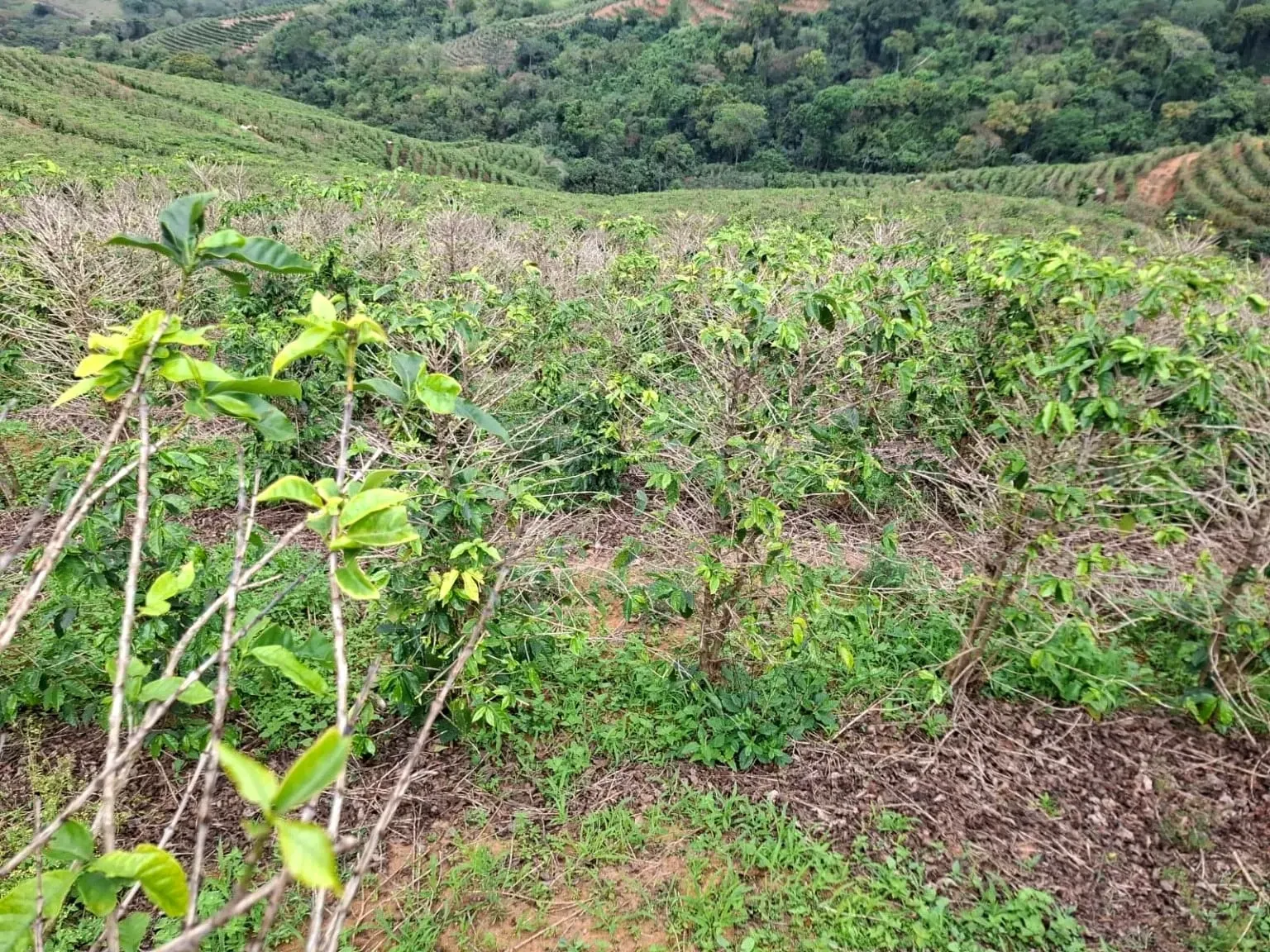 Imagem Sítio à Venda, 13 alqueireSP em Zona Rural - Caconde