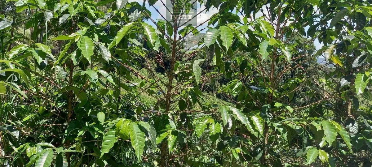 Imagem Terreno no Bairro da Lagoa - Oportunidade Única!