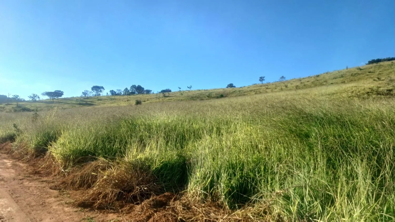Imagem FAZENDA À VENDA - OLIVEIRA (MG) 107 hectares de terra