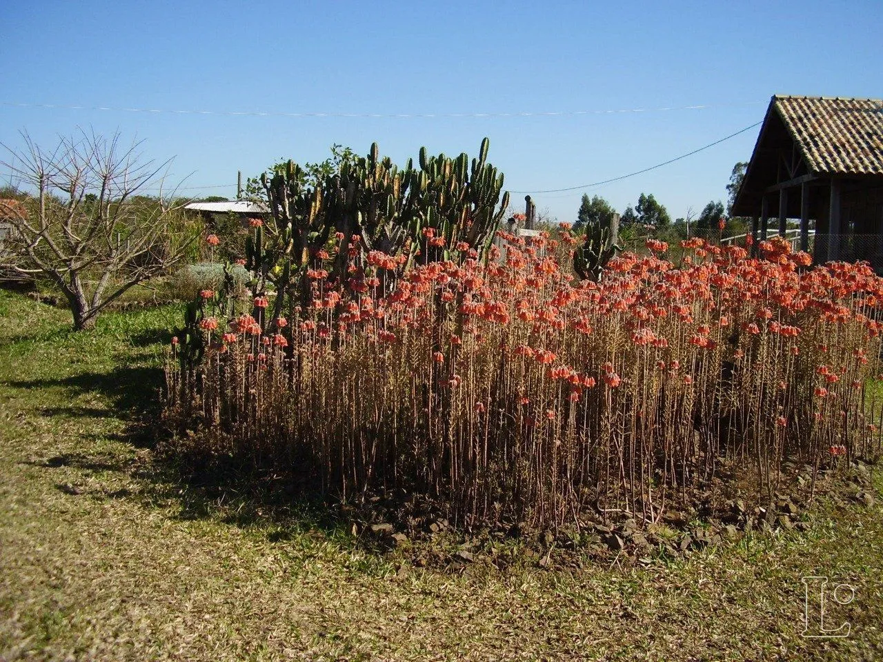 Imagem Sítio para Venda - 30000m², 2 dormitórios, Passo Do Vigário