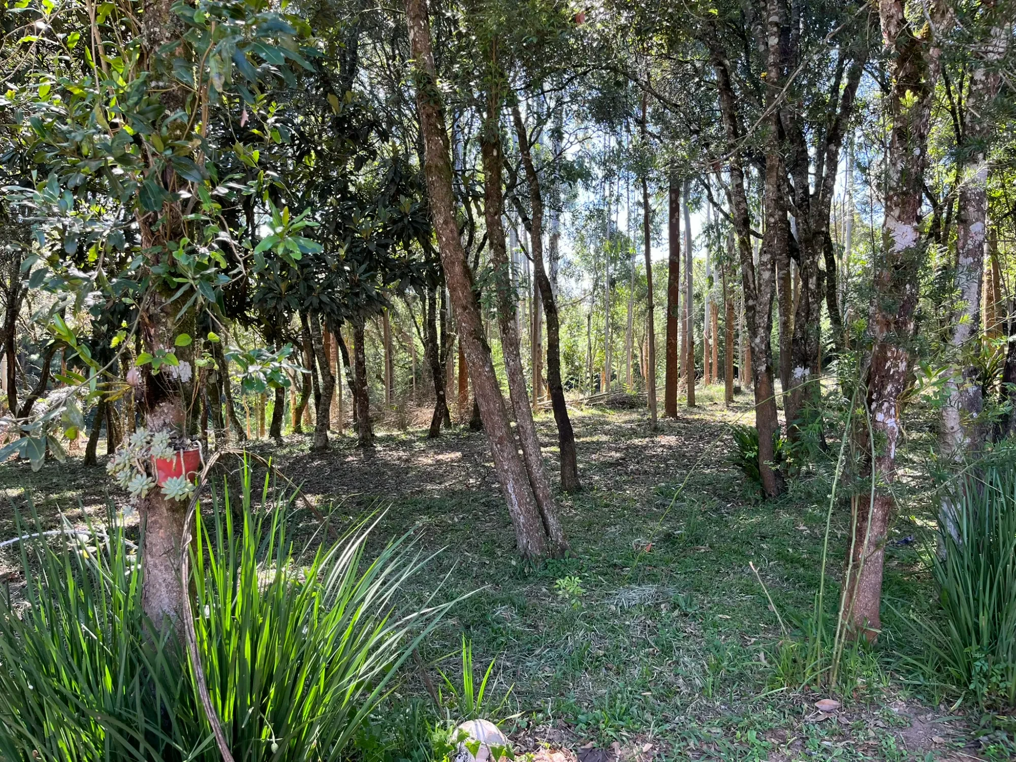 Imagem Chácara com 3 Quartos à Venda, 8000 m² em Campina do Taquaral - São José dos Pinhais