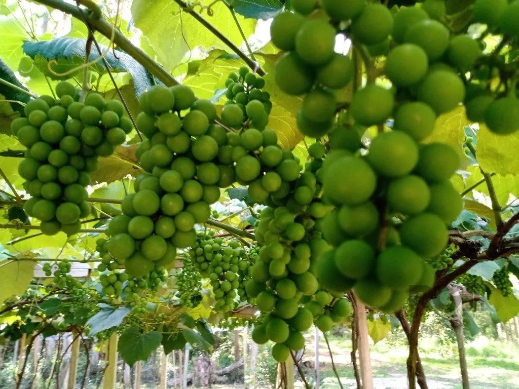 Imagem Fazenda em Zona Rural