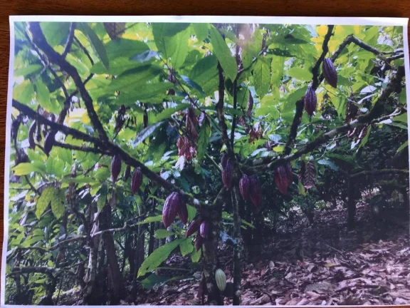 Imagem FAZENDA DE CACAU - PARAÍSO PRODUTIVO EM ITACARÉ