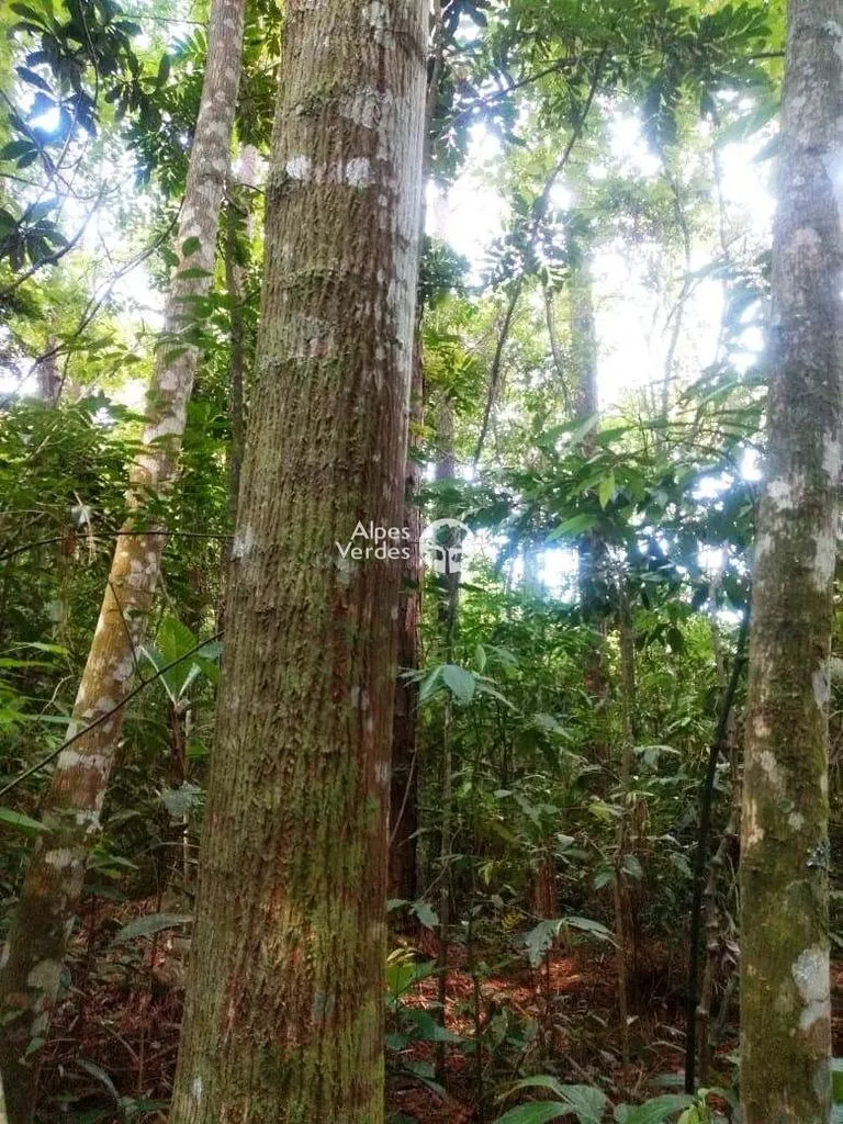 Imagem Terreno à venda por R$ 600.000 - Canela/RS