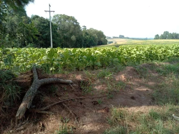 Imagem Sítio para Venda em Antônio Olinto, Cantagalo, 3 dormitórios, 1 banheiro