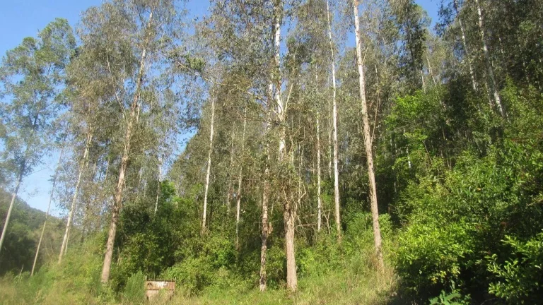 Imagem Terreno para Venda em Arabuta, Interior