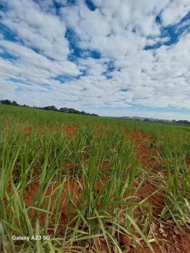 Imagem Vendo excelente fazenda em Lagoa da Prata/MG 376 hectares de terra