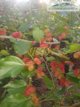 Imagem Sitio em Bragança Paulista