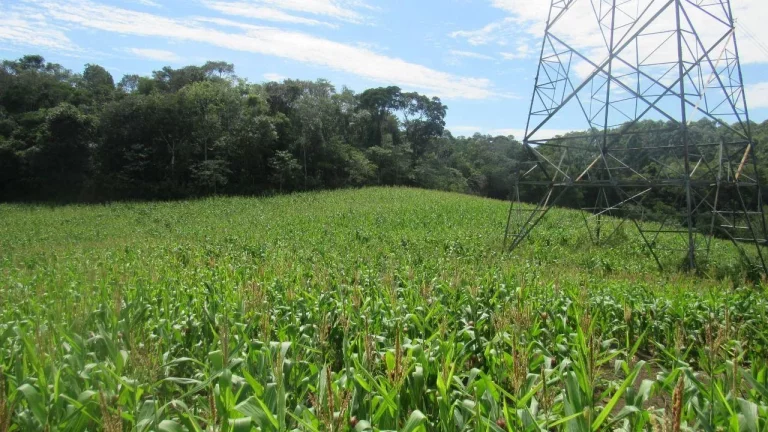 Imagem Área Agrícola para Venda em Concórdia, Rural