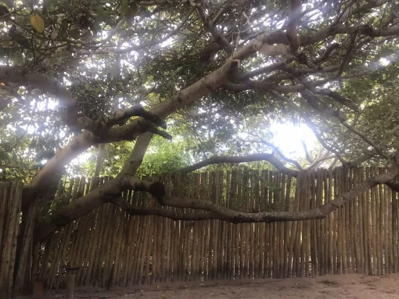 Imagem TERRA DOS PÁSSAROS