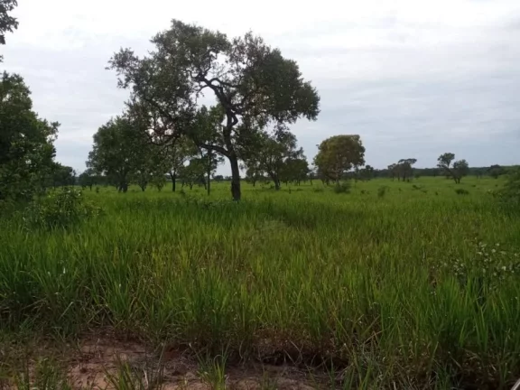 Imagem Fazenda a VENDA, Região Ribas do Rio Pardo/MS - 82 alqueires