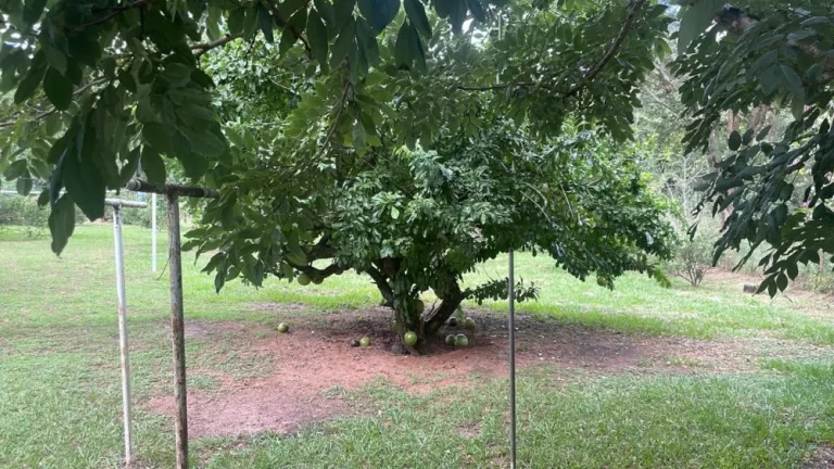 Imagem Chácara a VENDA, Parque Santa Cândida, Bauru/SP, com 2 casas