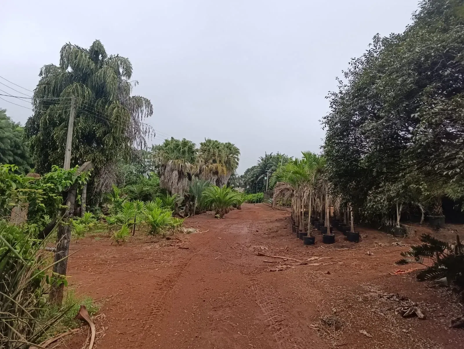 Imagem Terreno à Venda, 24000 metros em Liberdade - Rio Verde