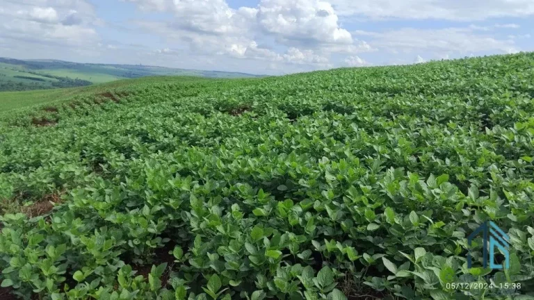 Imagem Fazenda com 57 alqueires (plantando 46) Solo roxo alta fertilidade, Engenheiro Beltrão PR