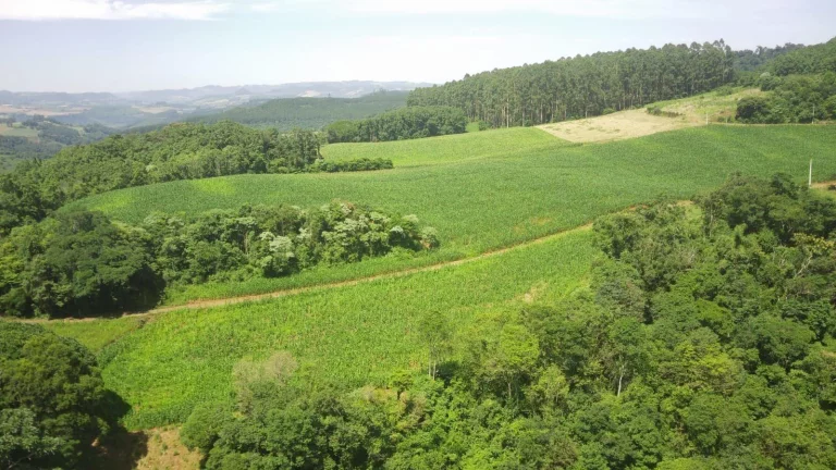 Imagem Área Agrícola para Venda em Concórdia, Rural