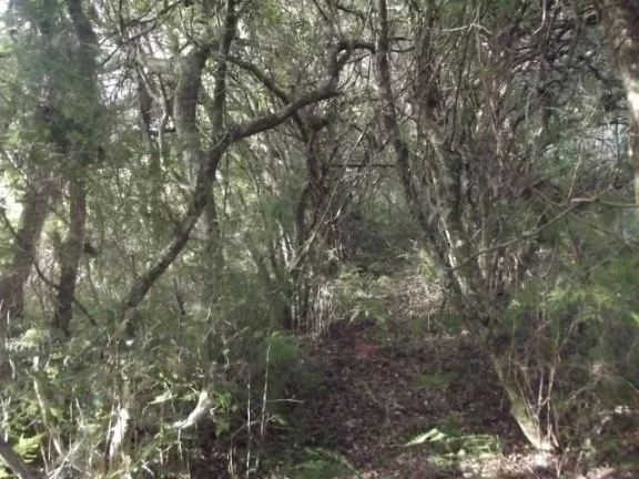 Imagem Belo Sítio com 4.000m², Cercado, Águas Claras, Viamão