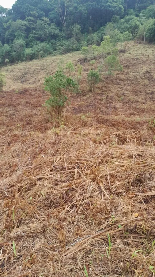 Imagem Sítio para Venda em Sete Barras, Rural