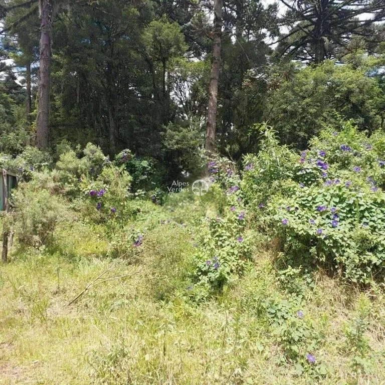 Imagem Terreno à venda no bairro São Luís em Canela - Lote 37 / Área de 553,55m2