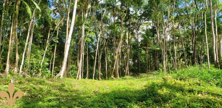 Imagem SITIO RESIDENCIAL em SANTO AMARO DA IMPERATRIZ - SC, Santo Amaro