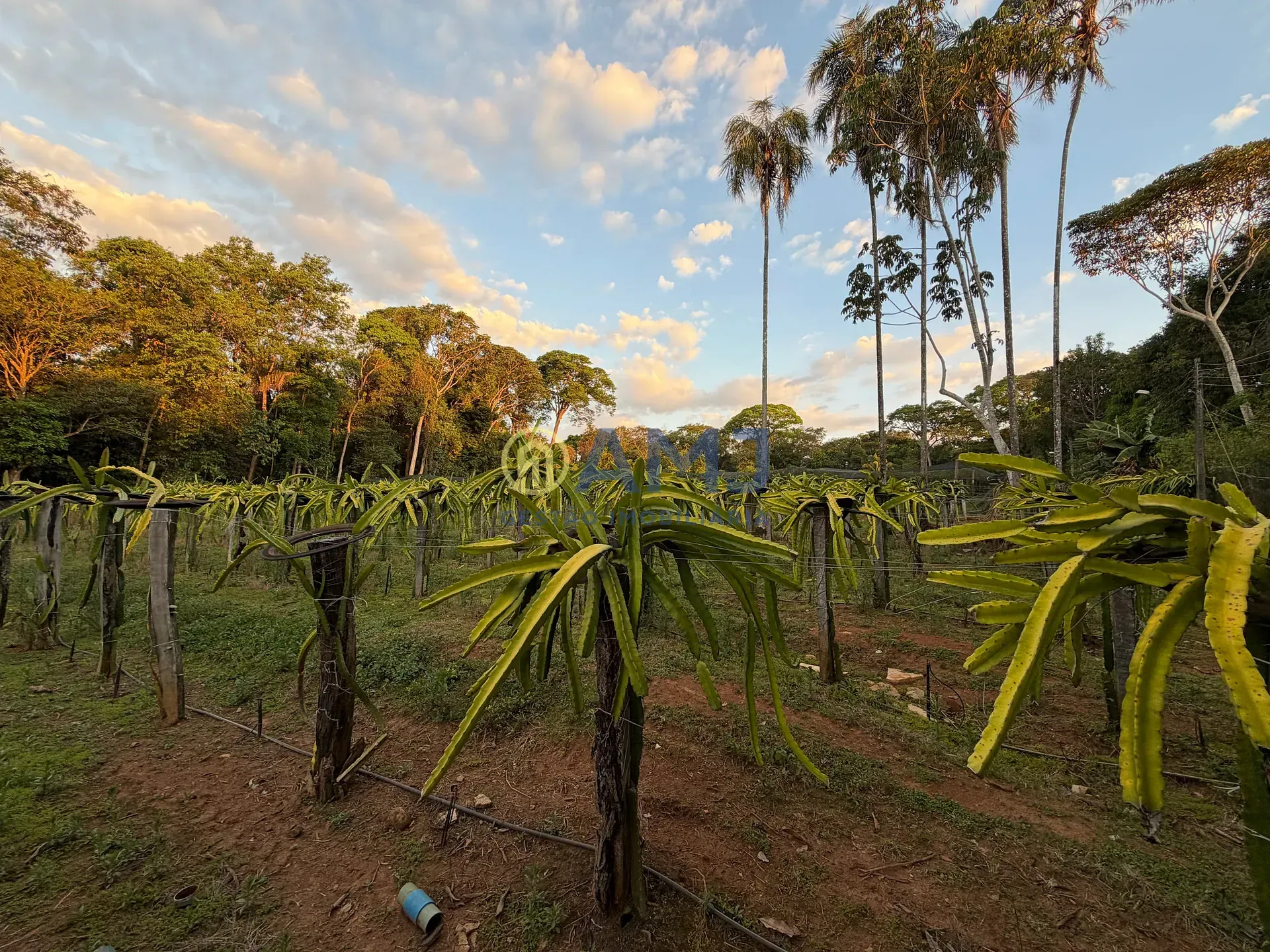 Imagem DUAS CHÁCARAS VIZINHAS À VENDA | HIDROLÂNDIA/GO