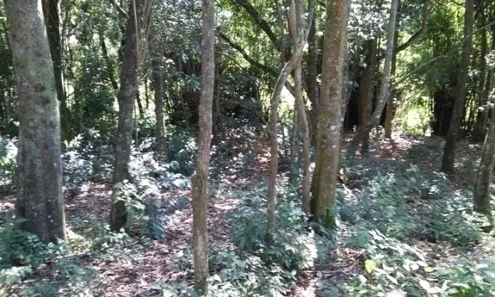 Imagem Linda Área para Loteamento em Piracaia 20 alqueires