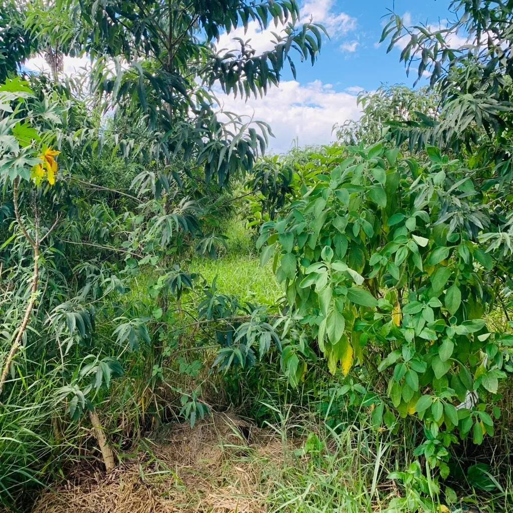 Foto do imóvel Terreno à venda 250M², Vitória Vale II, Pindamonhangaba - SP
