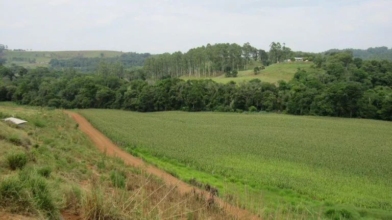 Imagem Área Agrícola para Venda em Peritiba, Lageado Mirim