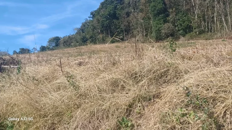Imagem Área Agrícola para Venda em Concórdia, Interior