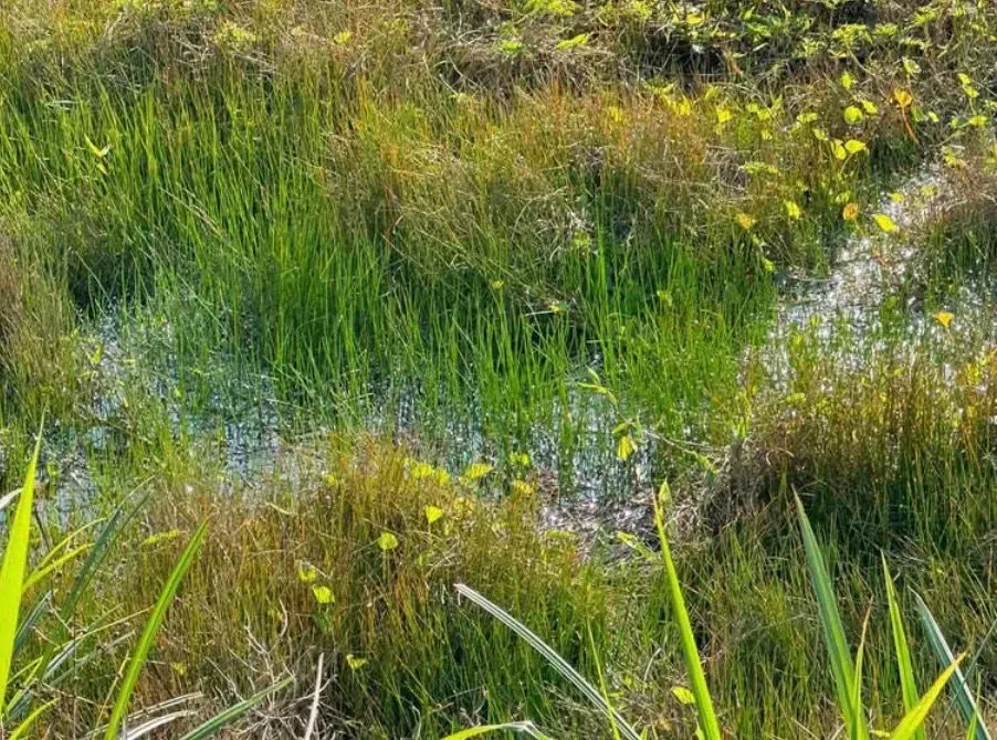 Imagem Terreno à Venda, 1000 metros em Verava - Ibiúna