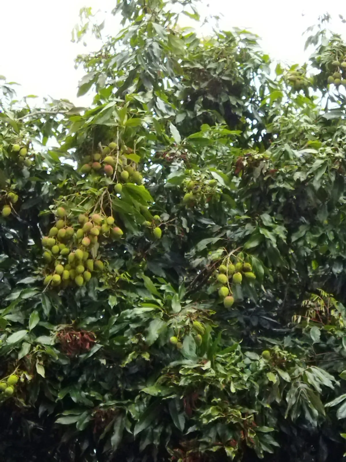 Imagem Chácara à Venda em Paranapanema com 120m², Pomar Variado e Rio nos Fundos