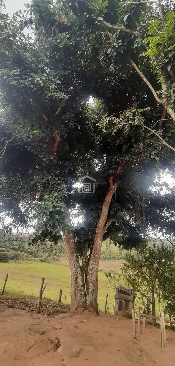 Imagem Fazenda 338,8 ha à venda em Itacolomi, Ipuiúna