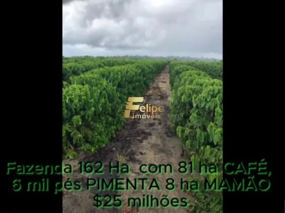 Imagem FAZENDA DE ALTO PADRÃO EM EUNÁPOLIS/BA 162 HECTARES DOCUMENTADOS 81 há de CAFÉ.