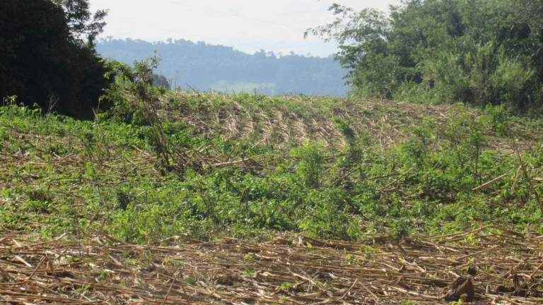 Imagem Área Agrícola para Venda em Concórdia, Barra do Pinhal