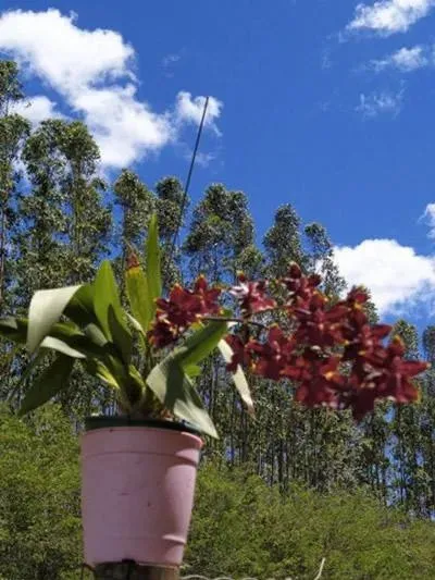 Imagem Casa para Venda em São Pedro da Aldeia / RJ no bairro São Mateus