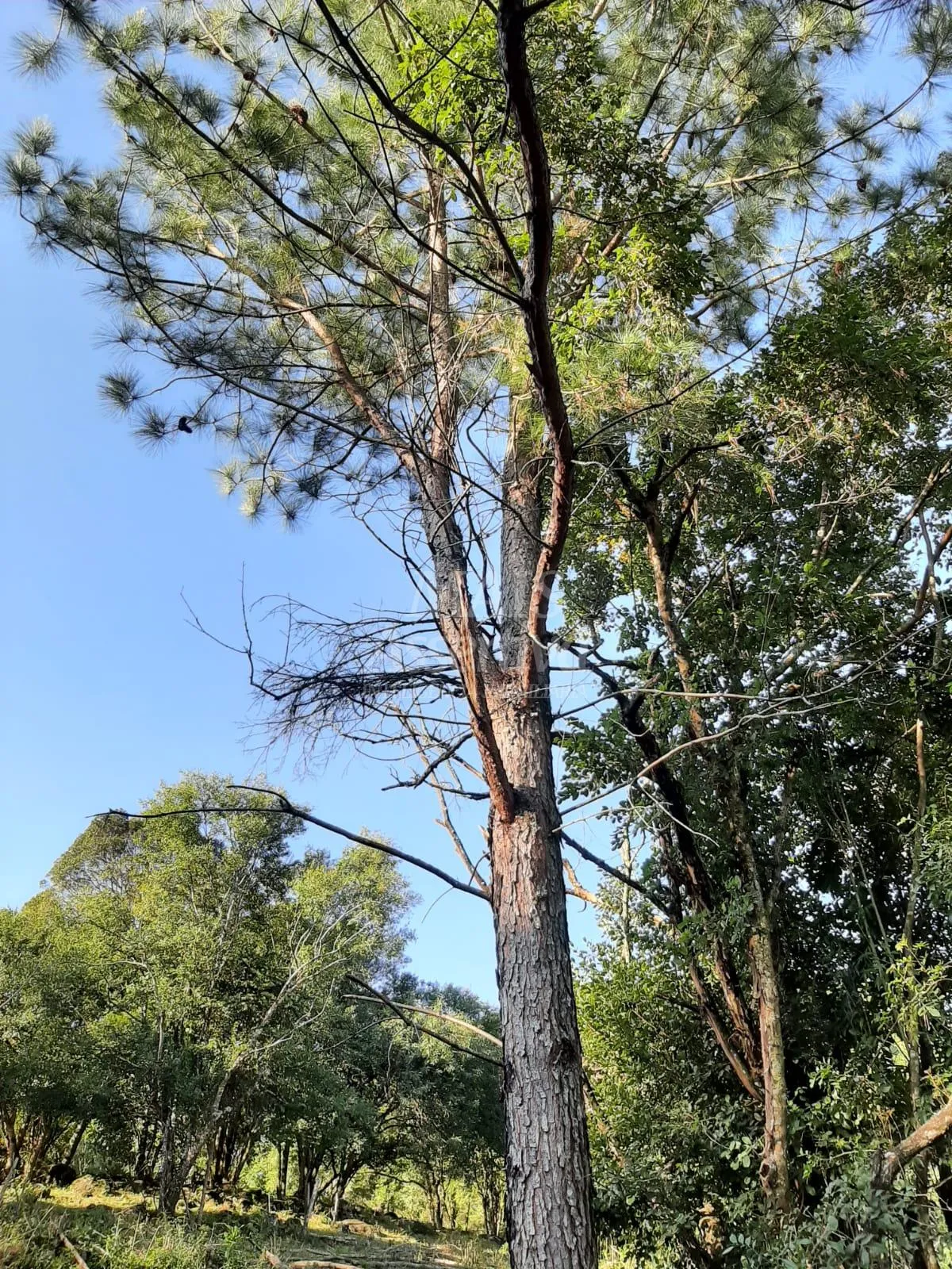 Imagem Área de 10 hectares para venda em São Francisco de Paula