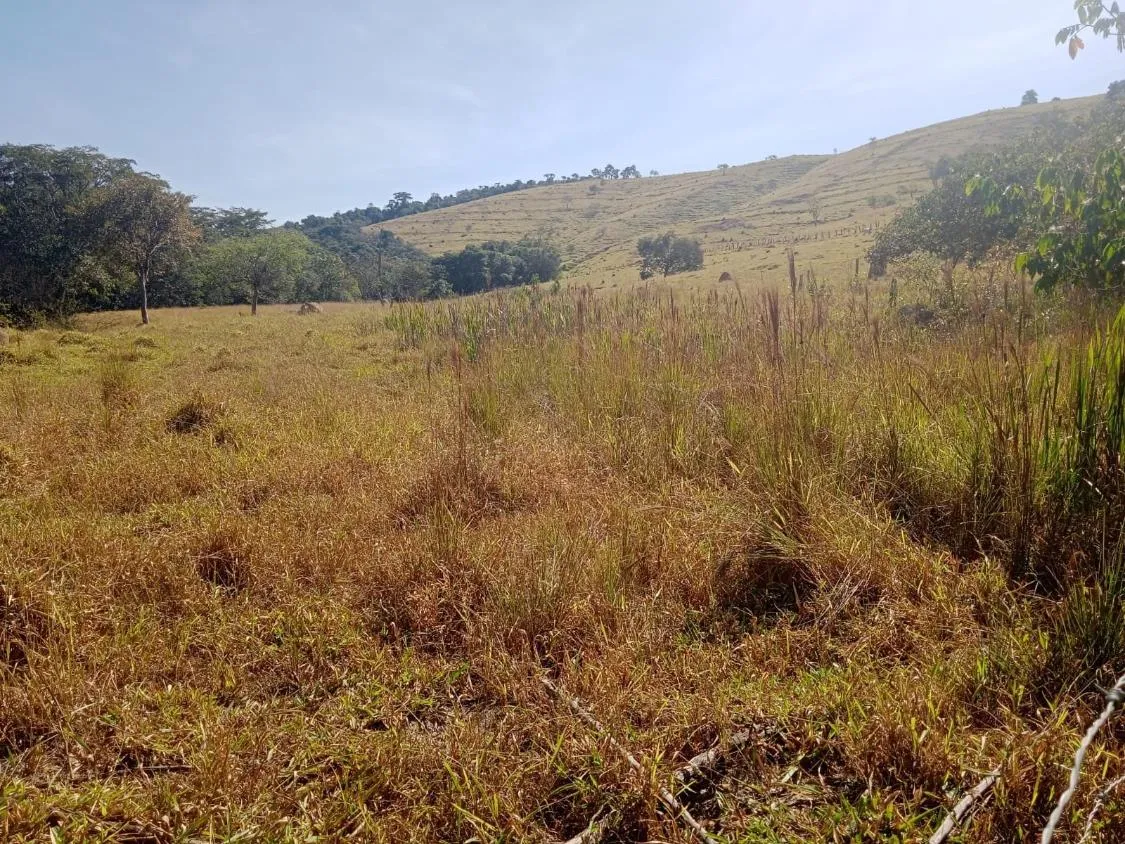Imagem Venda de Fazenda em Crucilândia 48 hectares de terra