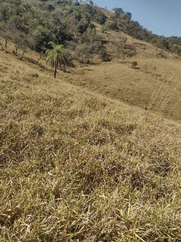 Imagem Terreno à Venda em Crucilândia 3 Hectares de terra