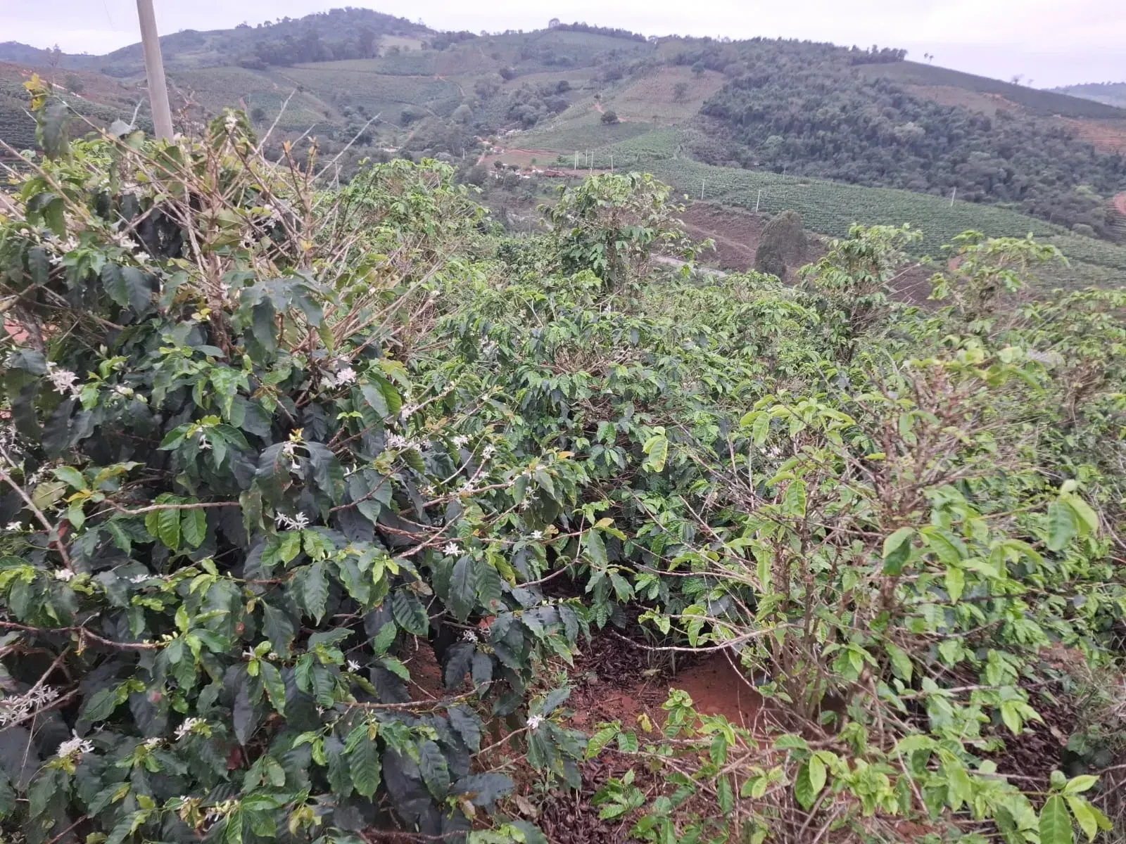 Imagem Sítio à Venda, 2 alqueireSP em Zona Rural - Divinolândia