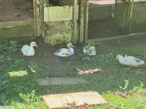 Imagem Linda chácara à venda a 3 km da Rodovia dos Tamoios sentido Pouso Alto