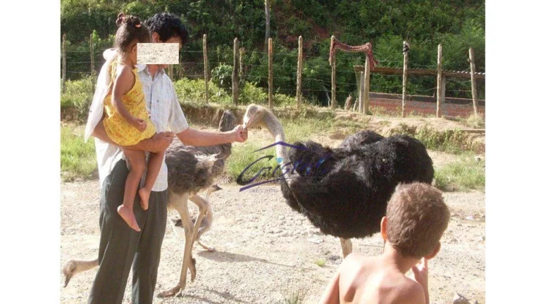 Imagem Excelente Sítio em Juquiá!