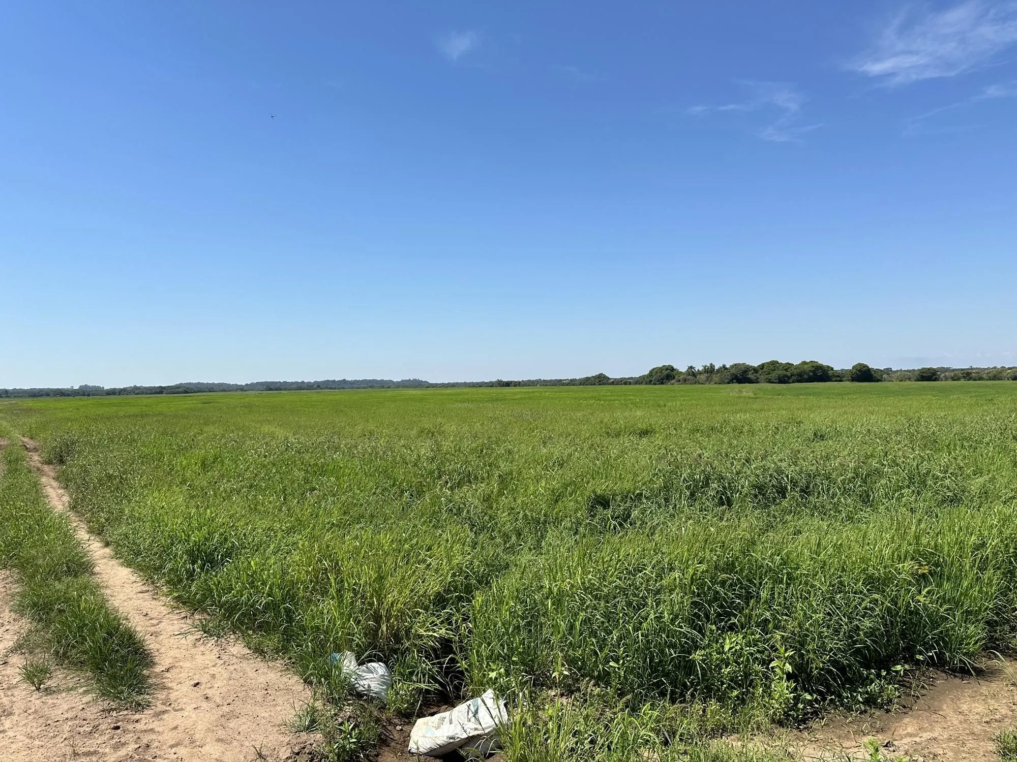 Imagem Fazenda à venda no Vale Verde - RS - 433 hectares. Ideal para Arroz e Soja.