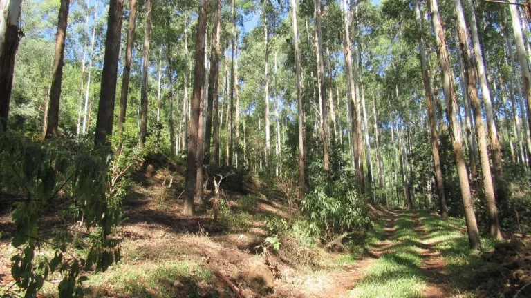 Área Agrícola para Venda em Jaborá, Rural em Sc-468