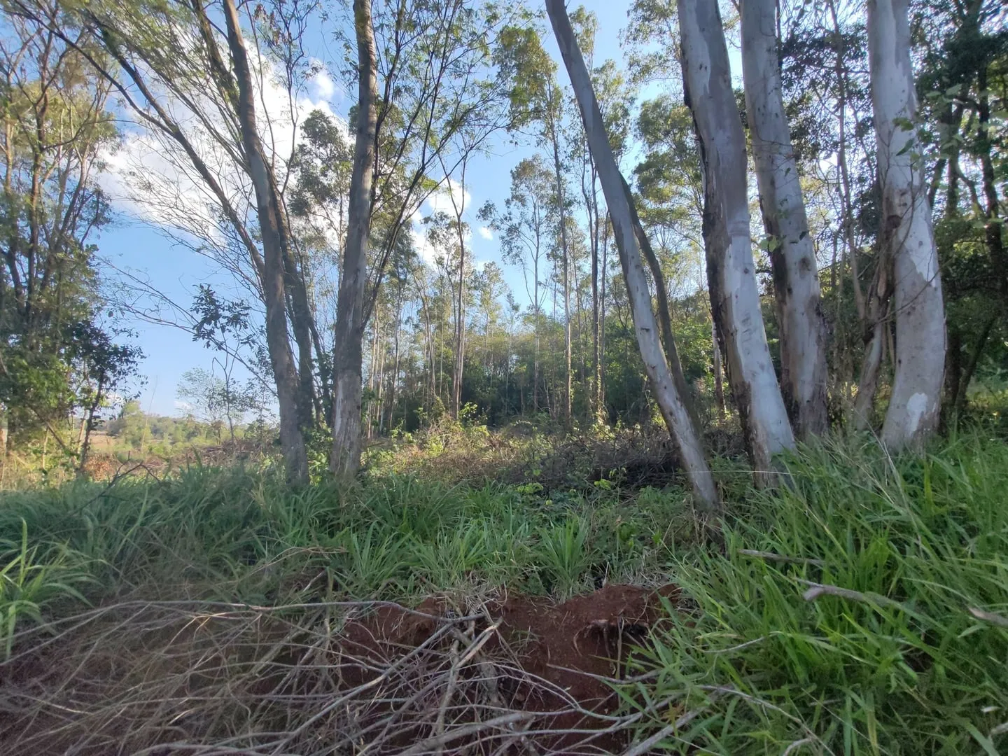 Imagem Chácara com 25.945 m² à venda em São Miguel do Iguaçu
