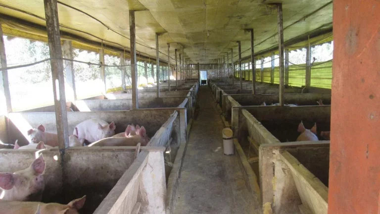 Imagem Área Agrícola para Venda em Lindóia do Sul, Linha Mimosa