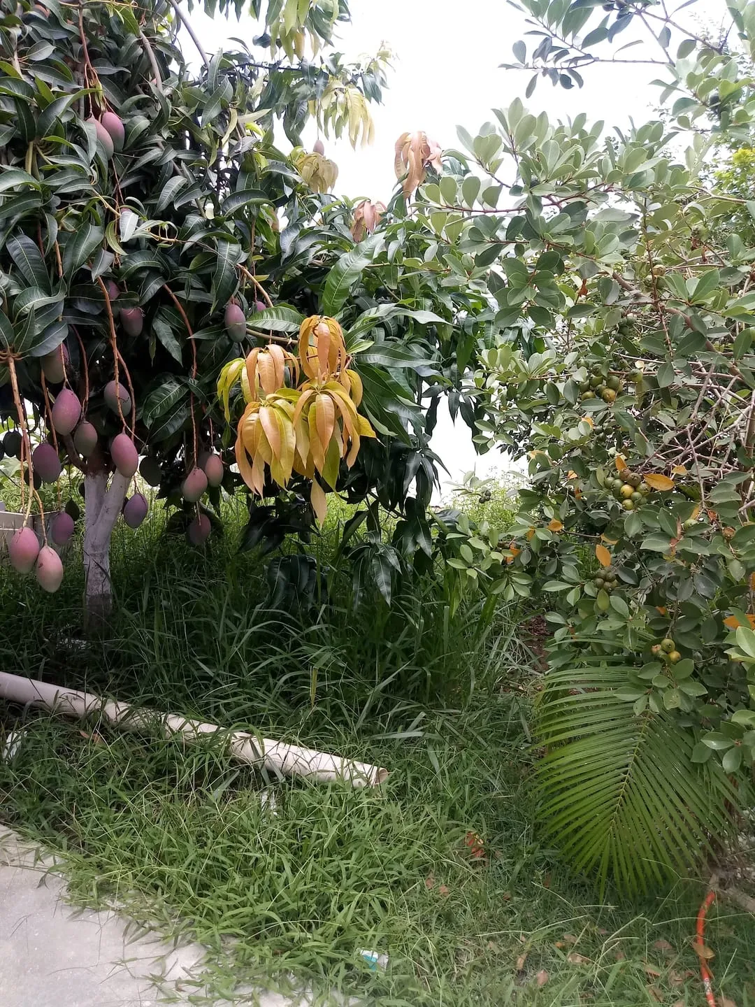 Imagem Casa à venda 3 Quartos, 1 Suite, 2 Vagas, 250M², Vila Suiça, Pindamonhangaba - SP