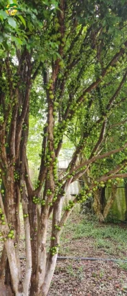 Imagem CHACARA EM IBIÚNA A VENDA