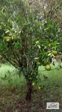 Imagem Chácara Rural à venda, Santana, Cotia - .