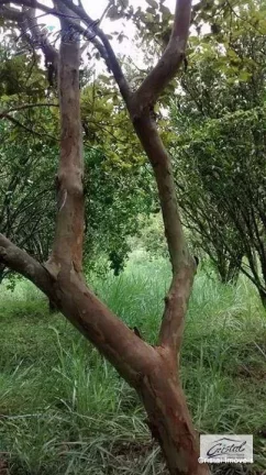 Imagem Chácara Rural à venda, Santana, Cotia - .